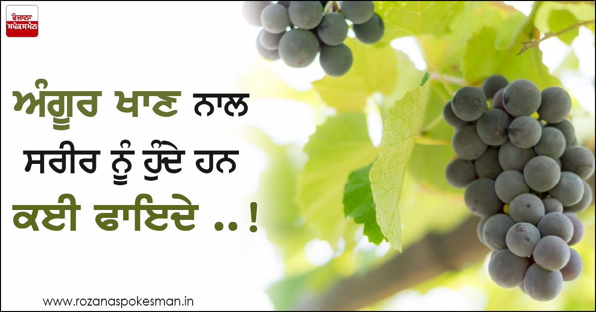 ਅੰਗੂਰ 'ਚ ਵਿਟਾਮਿਨ-ਸੀ, ਈ, ਫਾਈਬਰ ਅਤੇ ਕੈਲੋਰੀ ਭਰਪੂਰ ਮਾਤਰਾ 'ਚ ਪਾਏ ਜਾਂਦੇ ਹਨ। ਅੰਗੂਰ 'ਚ ਵਿਟਾਮਿਨ-ਸੀ, ਈ, ਫਾਈਬਰ ਅਤੇ ਕੈਲੋਰੀ ਭਰਪੂਰ ਮਾਤਰਾ 'ਚ ਪਾਏ ਜਾਂਦੇ ਹਨ।